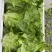 散叶生菜每日出货量30000斤