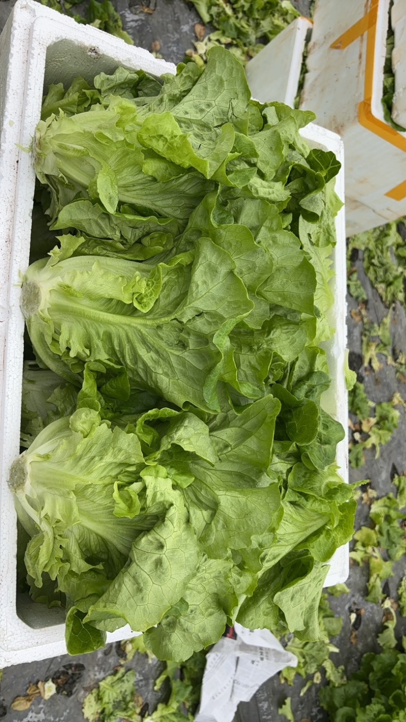 散叶生菜每日出货量30000斤