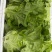 散叶生菜每日出货量30000斤