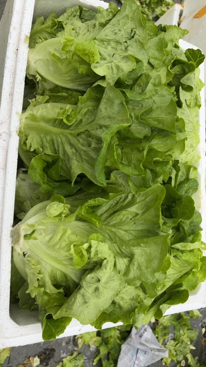 散叶生菜每日出货量30000斤