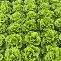 散叶生菜每日出货量30000斤