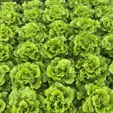 散叶生菜每日出货量30000斤
