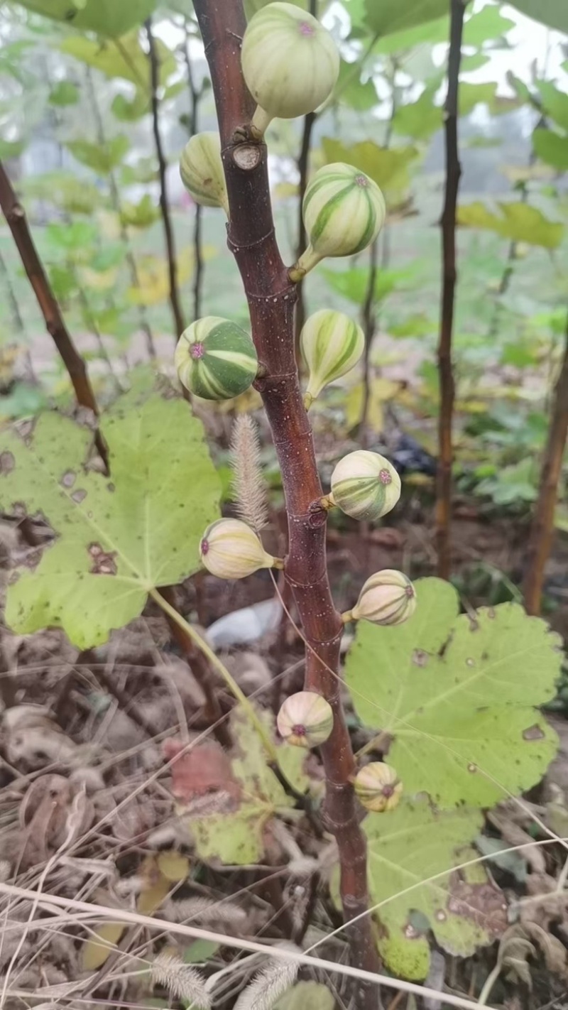 （可自提）花皮无花果苗保证对版可带果懂的老板来