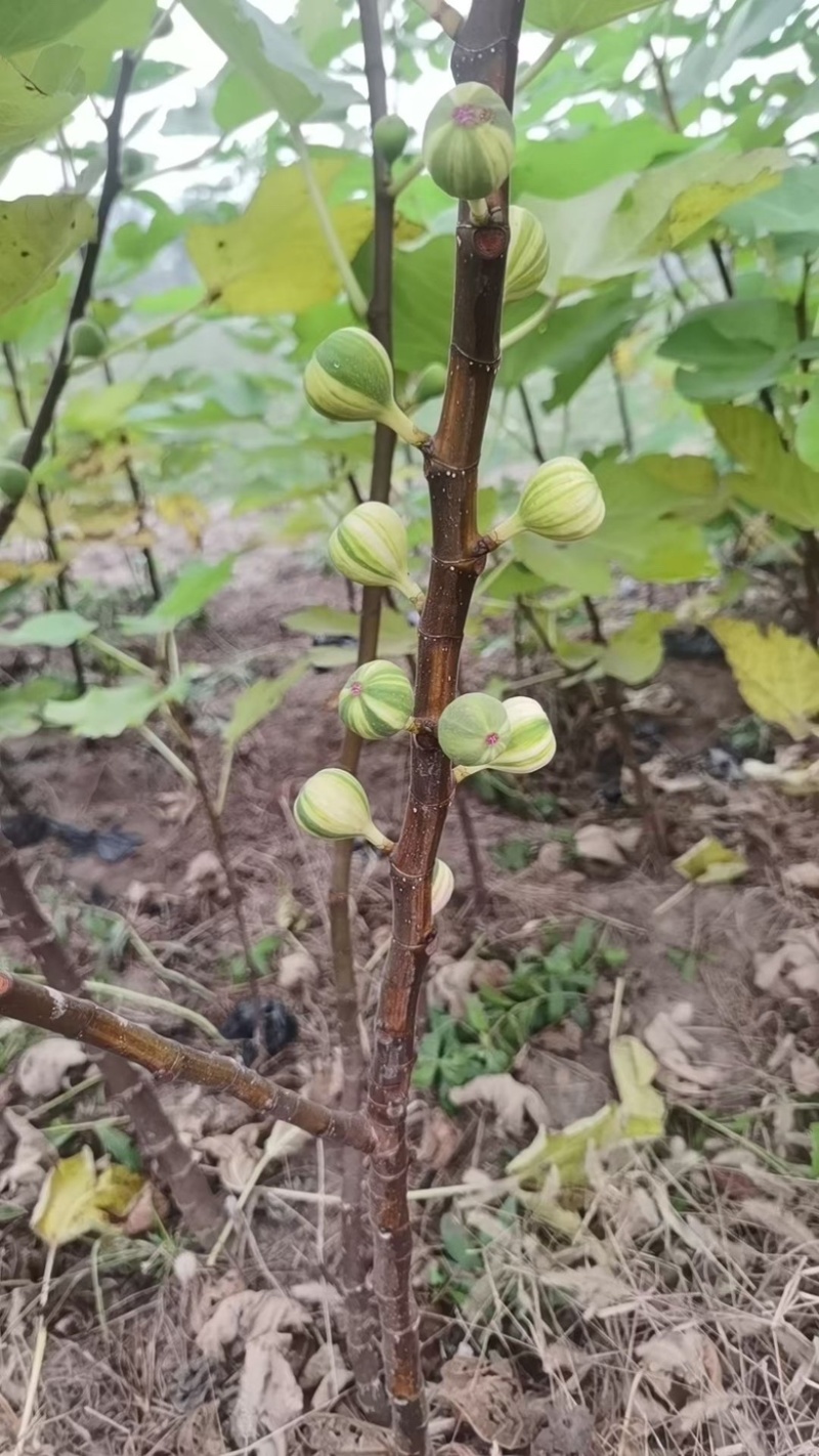 （可自提）花皮无花果苗保证对版可带果懂的老板来