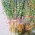 带根水洗半枝莲，2025新货，颜色靓丽，自然晒干无杂质。