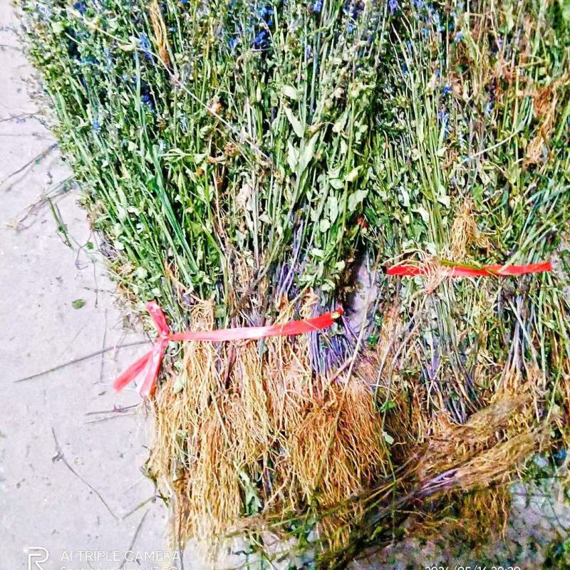 带根水洗半枝莲，2025新货，颜色靓丽，自然晒干无杂质。