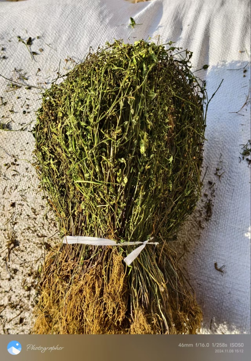 带根水洗半枝莲，2025新货，颜色靓丽，自然晒干无杂质。
