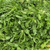 荠菜基地直供