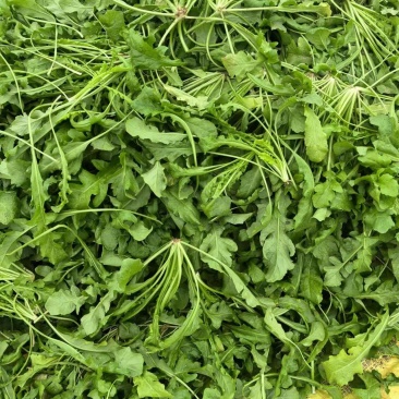荠菜基地直供