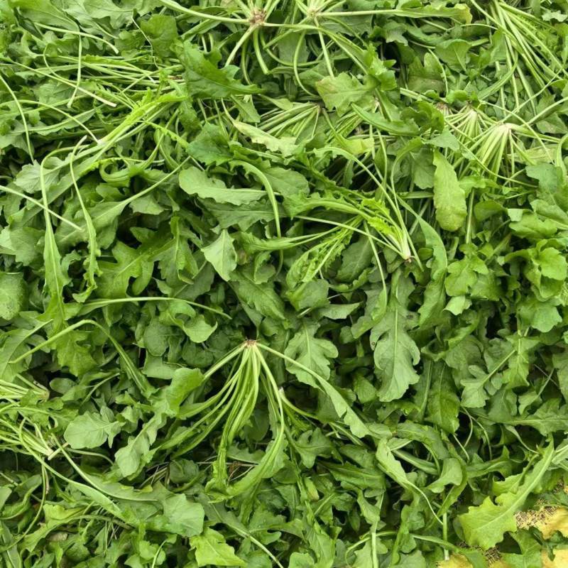 荠菜基地直供