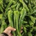 301鲜辣椒，河南夏邑产地直供货源充足，欢迎咨询订购。