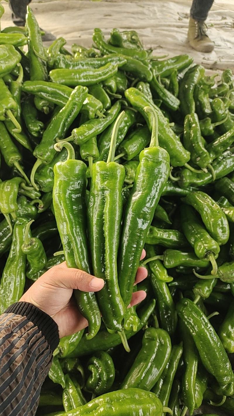 301鲜辣椒，河南夏邑产地直供货源充足，欢迎咨询订购。
