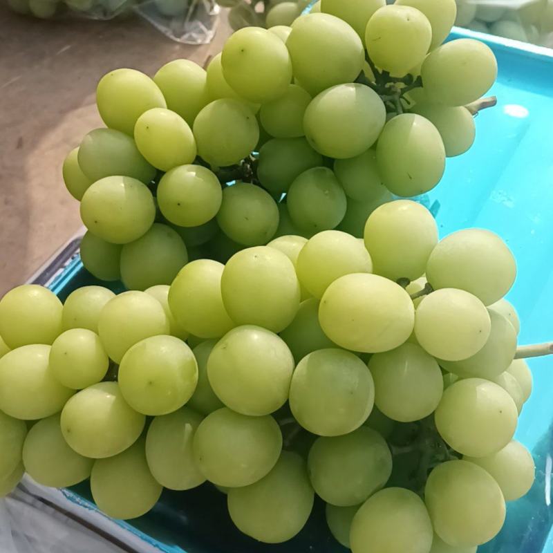 晴王阳光玫瑰葡萄