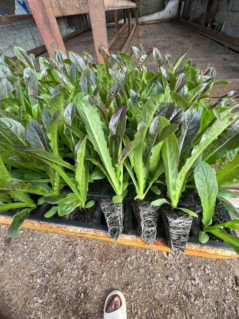 红尖叶莴笋苗