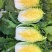 大量供应黄心大白菜