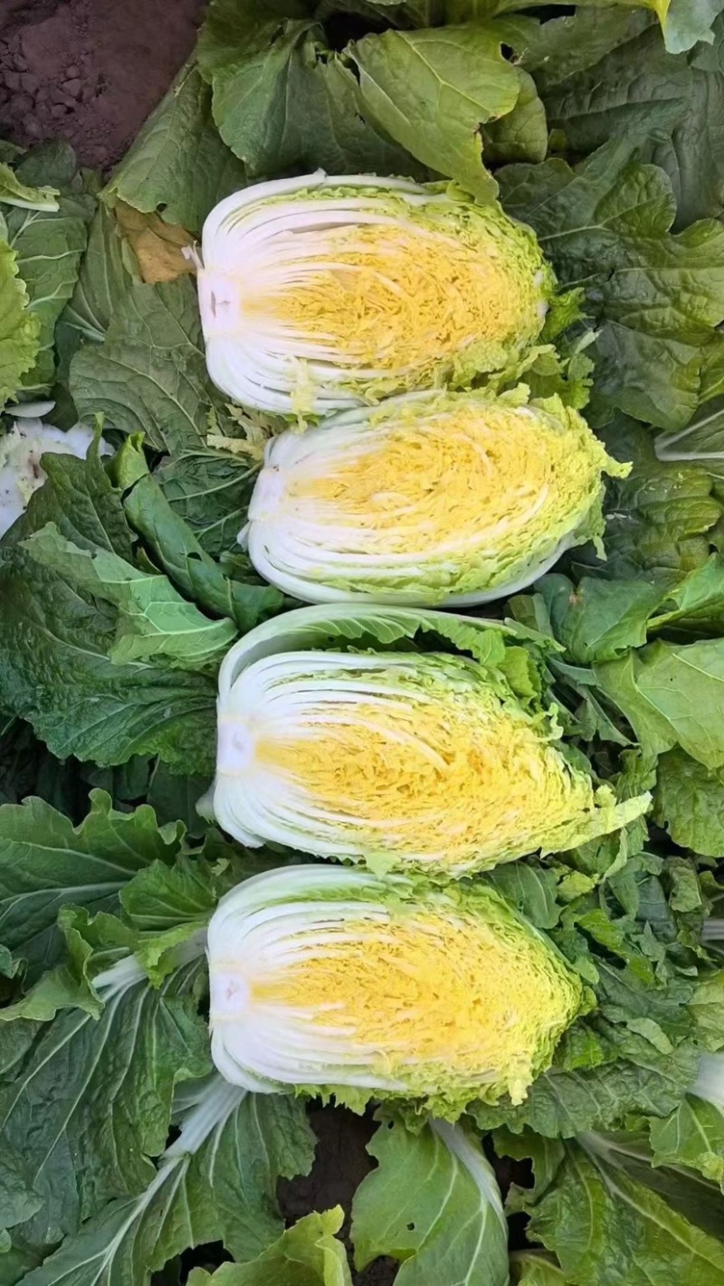 大量供应黄心大白菜