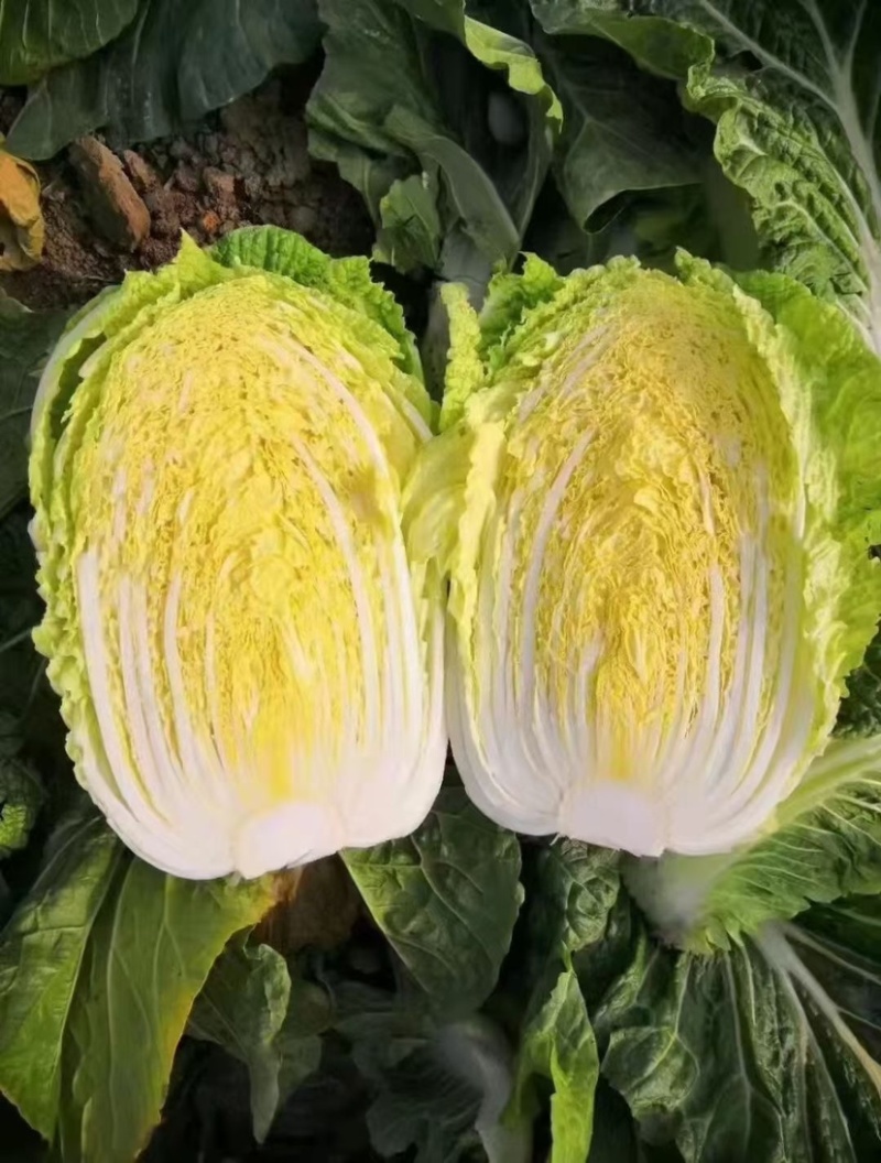 大量供应黄心大白菜