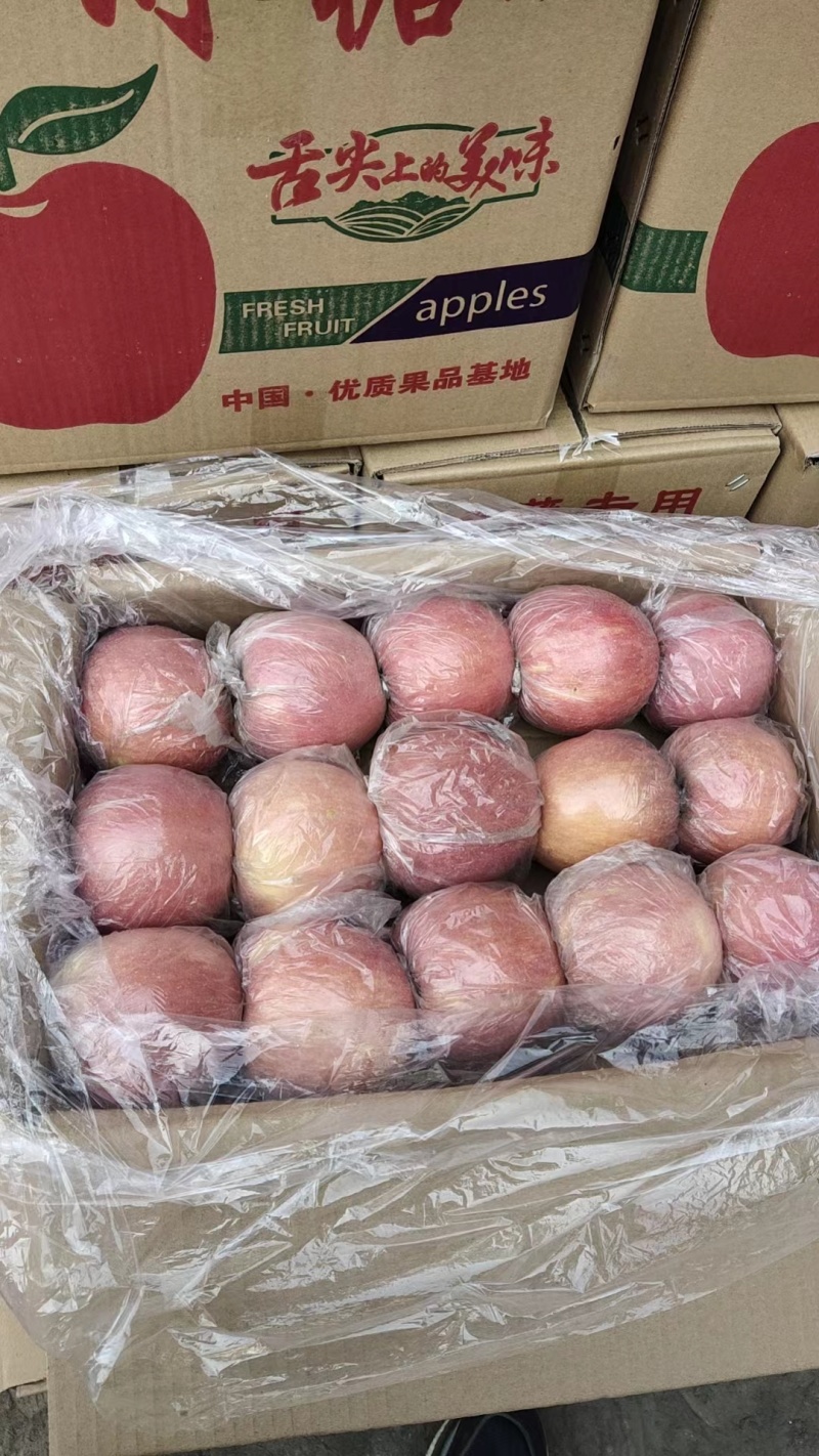山东冠县富士苹果。大量有货。产地直达。一手货源。