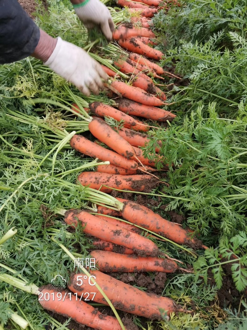 精品三红胡萝卜，全苗半苗北京包广东包水洗货，支持各种包装