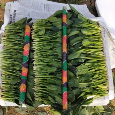 蔬菜基地菠菜，大量上市有需要老板来电联系。