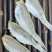 金丝红杉鱼金线红杉咸鱼干