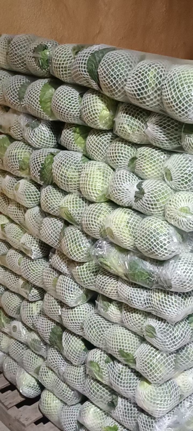 福建漳浦精品绿甘蓝，产地直发，本产品提供各种包装。