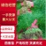 精品茴香苗热销中，产地直供全国代发