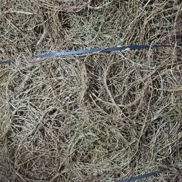 光杆鸡骨草无硫纯晒干鸡骨草当季新品鸡骨草