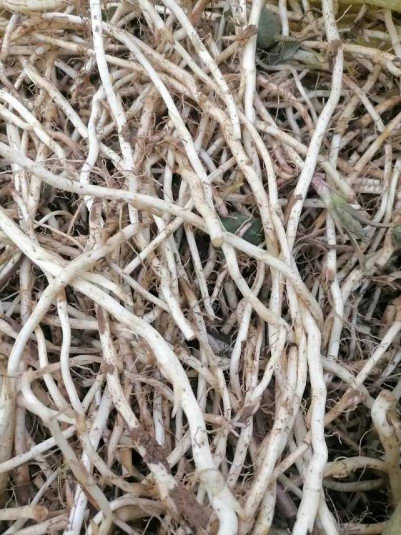新鲜冬花苗，优质种植，现摘现发，保证品质，**特惠！