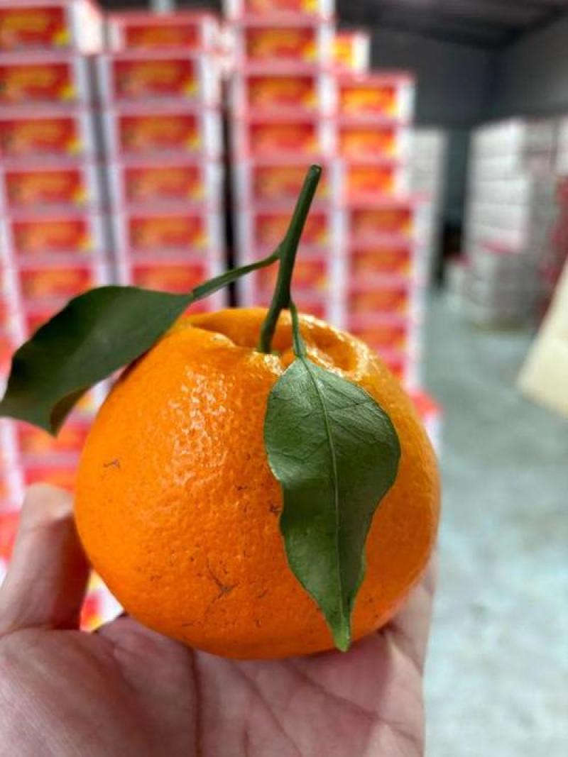 耙耙柑纯甜无酸