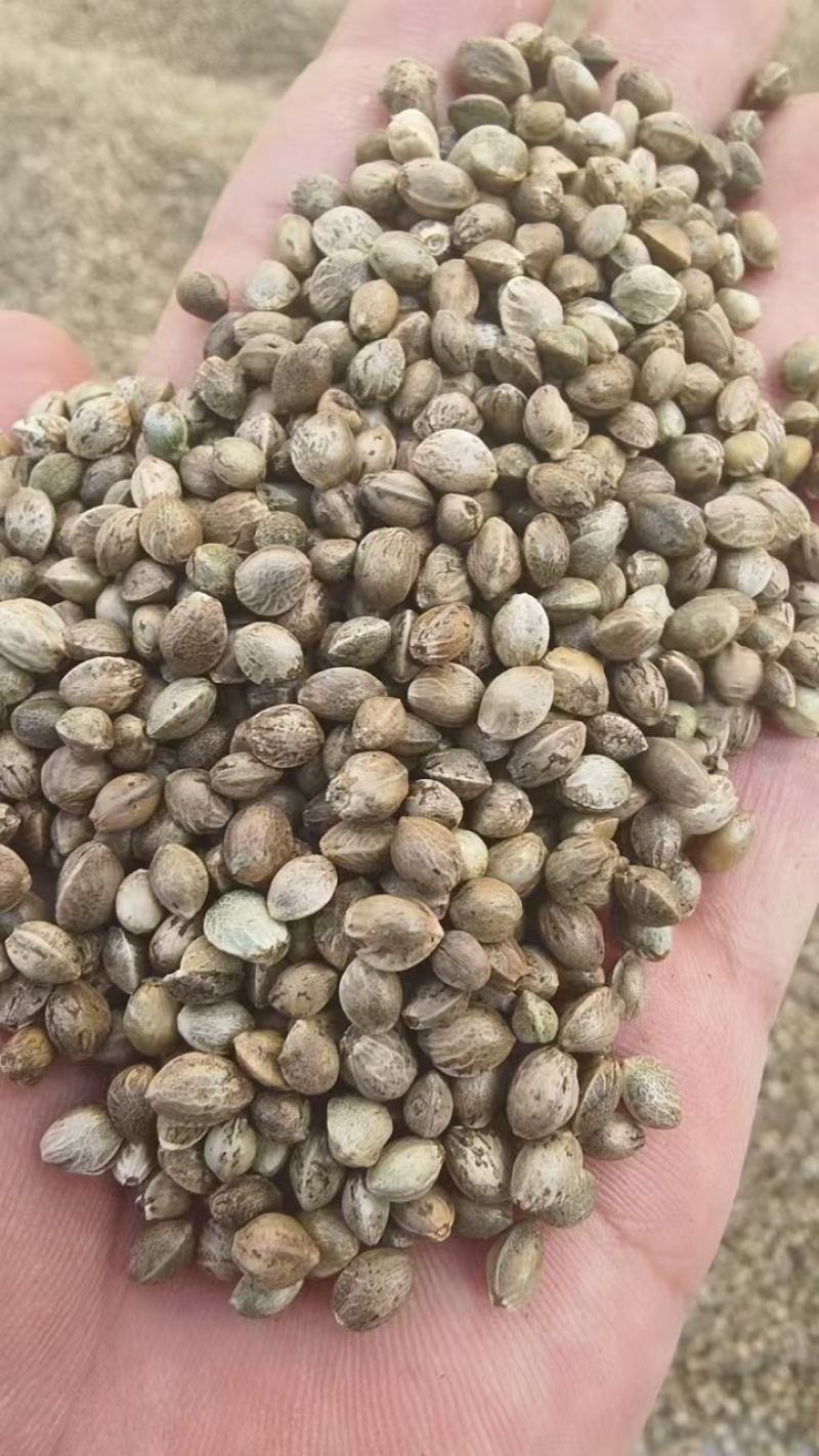 甘肃特产天水大麻子大粒新货人吃食用大颗粒麻子