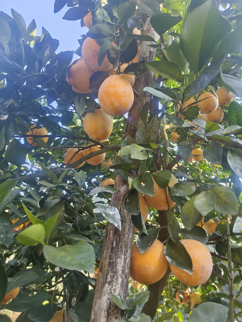 赣南脐橙果园直供，欢迎各大采购商联系