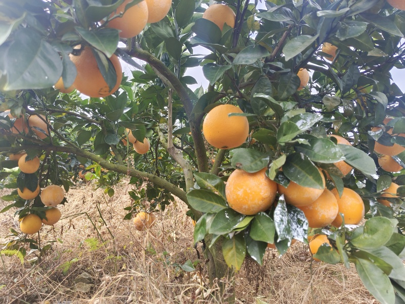 赣南脐橙果园直供，欢迎各大采购商联系