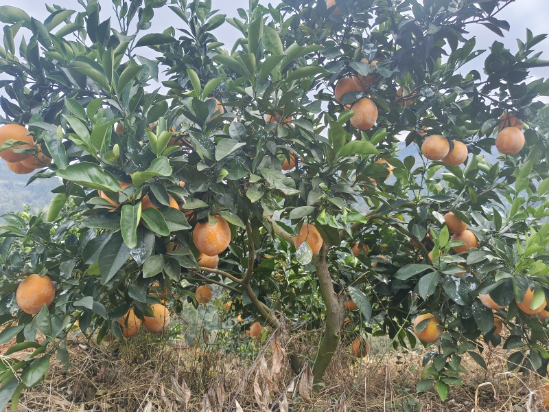 赣南脐橙果园直供，欢迎各大采购商联系