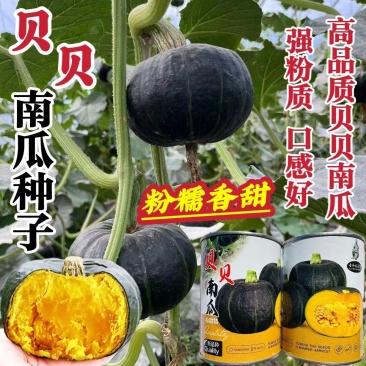 真贝贝正宗贝贝南瓜种子香甜粉糯板栗南瓜种籽小南瓜贝贝瓜种