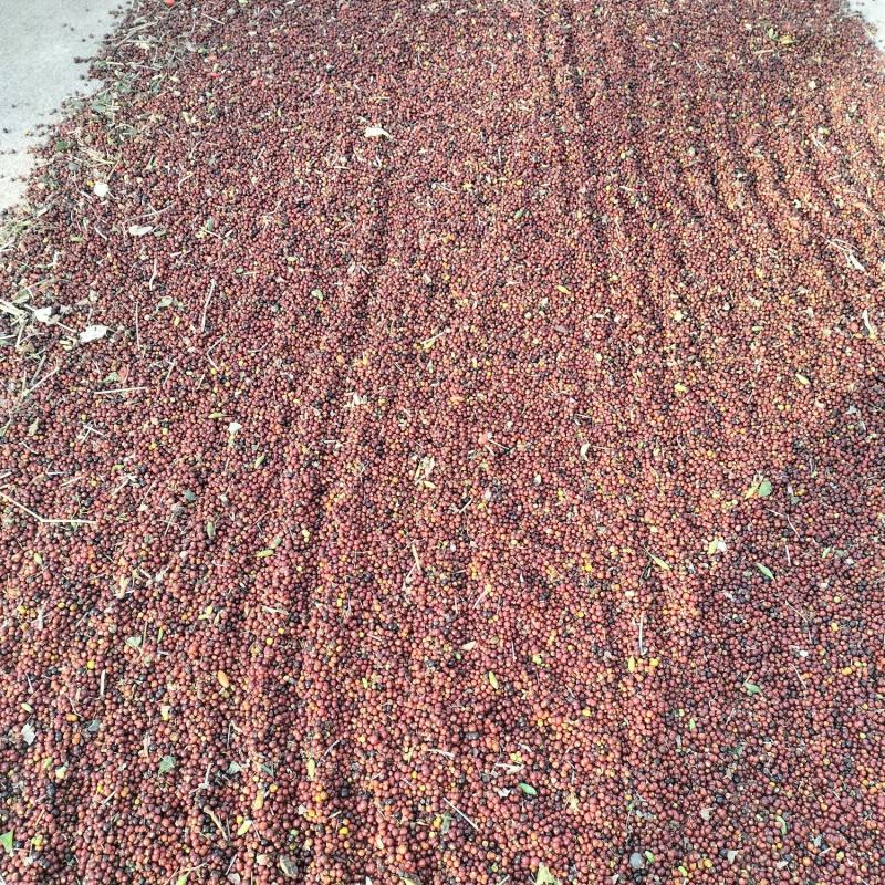 茜草种子