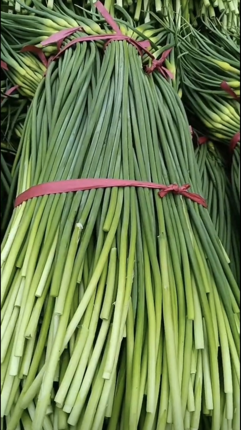 蒜苔河北产区直发保质保量供货欢迎咨询选购