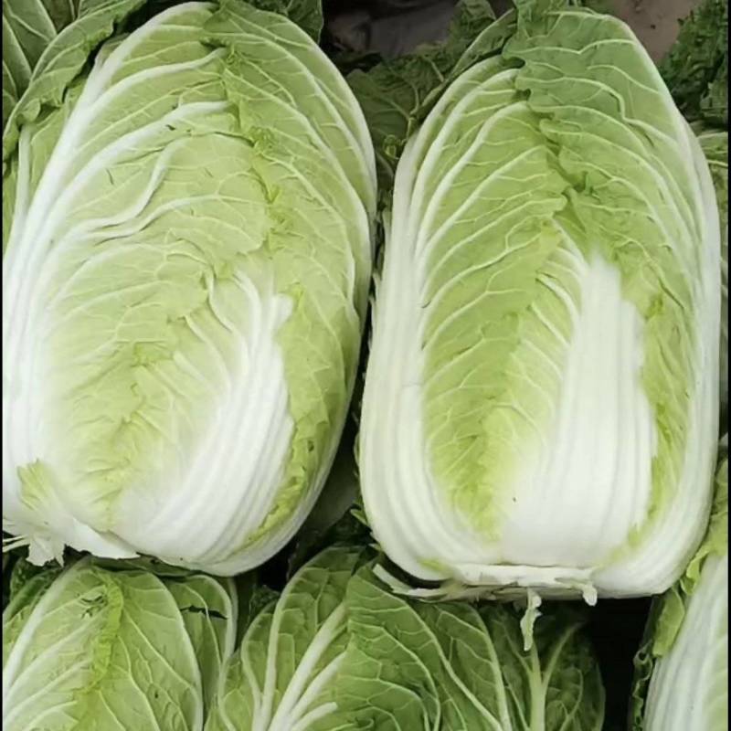 白菜河北万亩基地直发保质保量供货要货有货