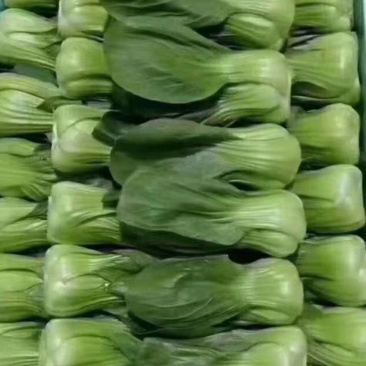 小油菜河北万亩蔬菜基地直发保质保量供货