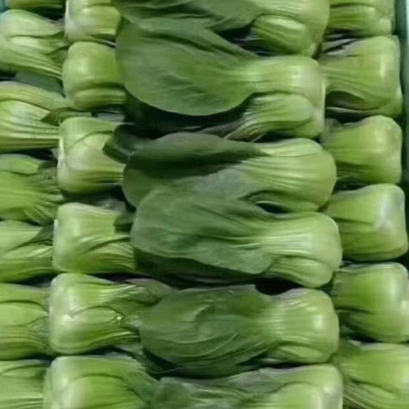 小油菜河北万亩蔬菜基地直发保质保量供货