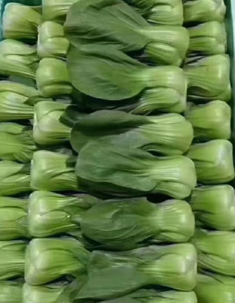 小油菜河北万亩蔬菜基地直发保质保量供货