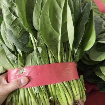 菠菜河北万亩蔬菜基地直发保质保量供货