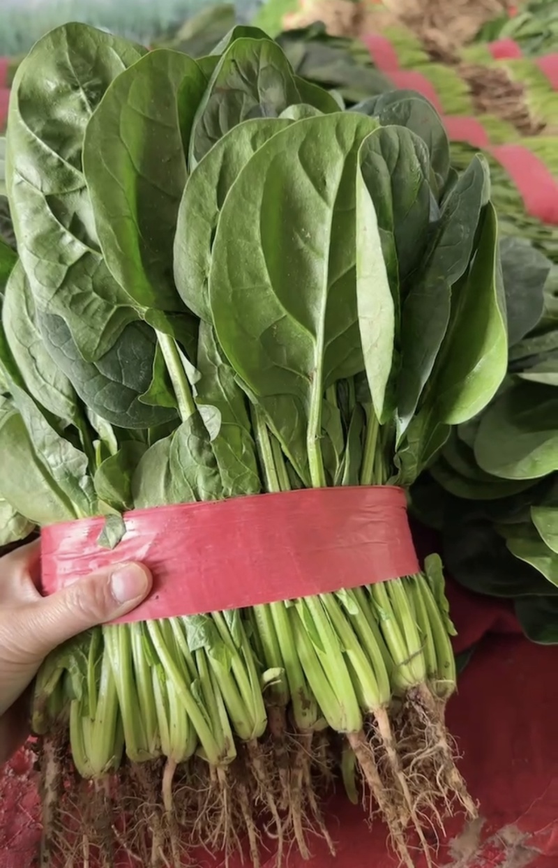 菠菜河北万亩蔬菜基地直发保质保量供货