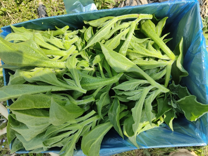 南非冰草，大量上市，量大质优价廉，可长年供货，欢迎各位老