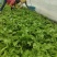南非冰草，大量上市，量大质优价廉，可长年供货，欢迎各位老