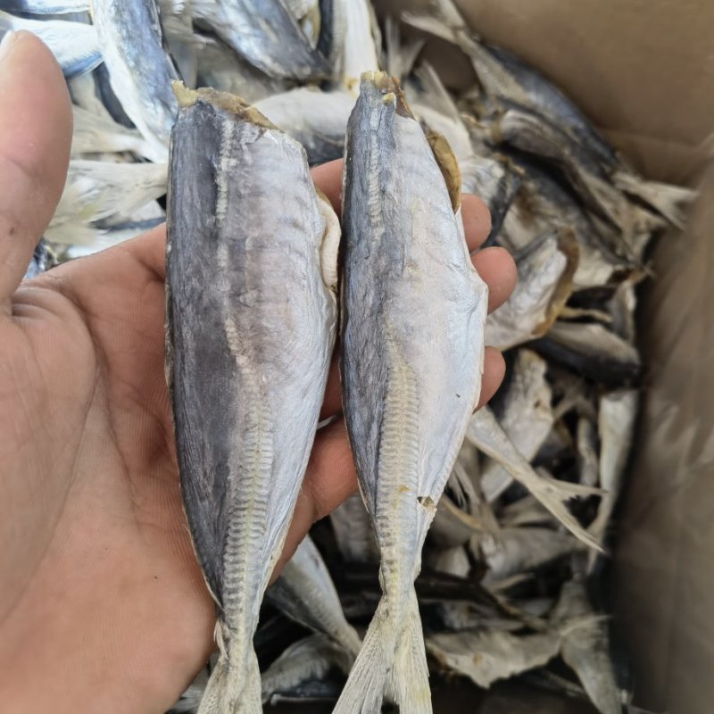 巴浪鱼咸鱼干