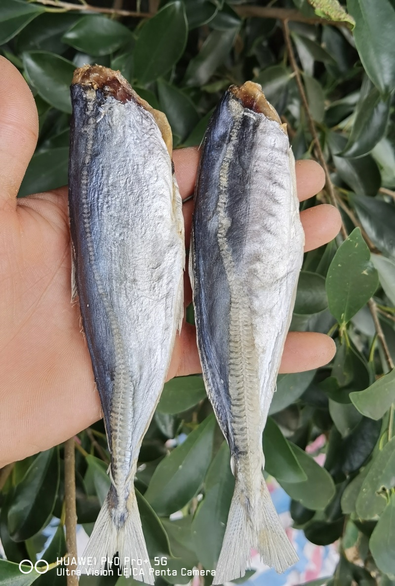 巴浪鱼咸鱼干