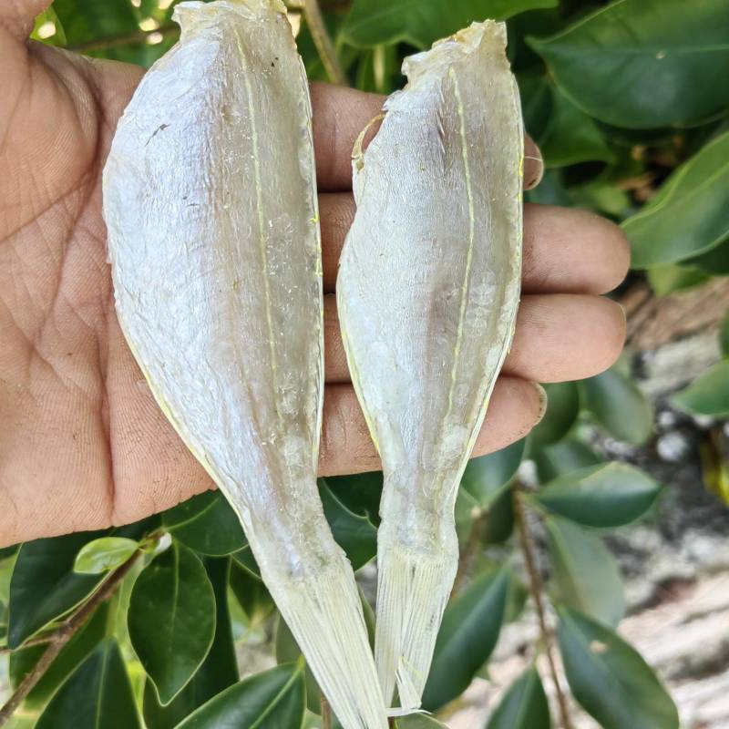 金丝红杉鱼金线红杉鱼