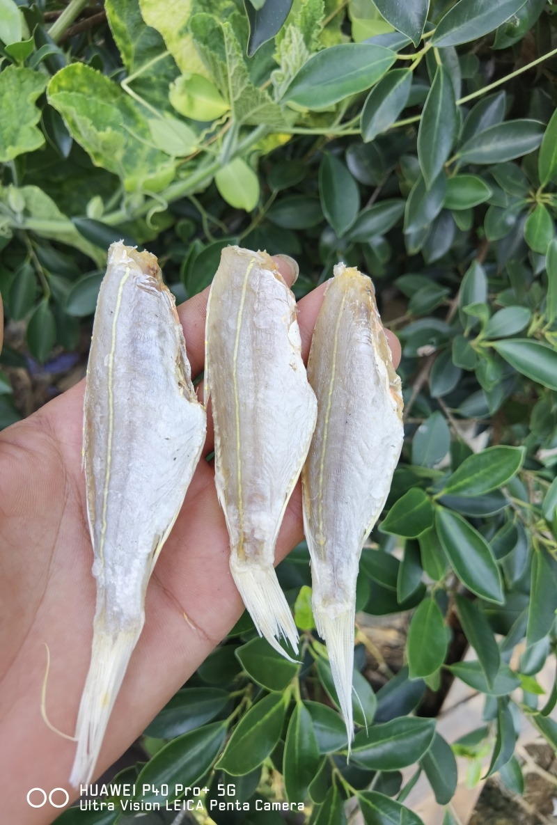 金丝红杉鱼金线红杉鱼