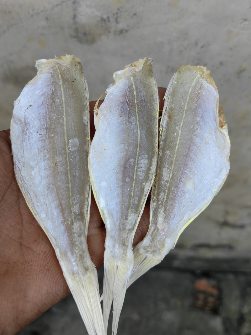 金丝红杉鱼金线红杉鱼
